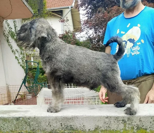 Štenci patuljastih šnaucera