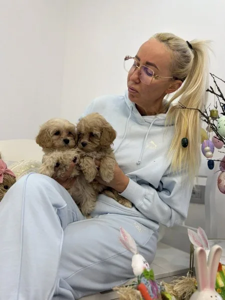 Maltipoo vrhunske genetike