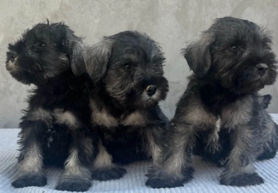 Patuljasti Šnaucer Miniature Schnauzer