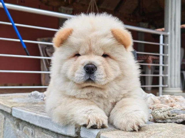 Krem Chow Chow štenci