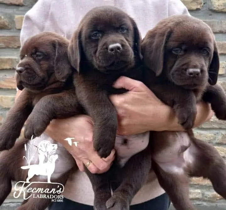 Labrador Retriver štenci, čokoladni