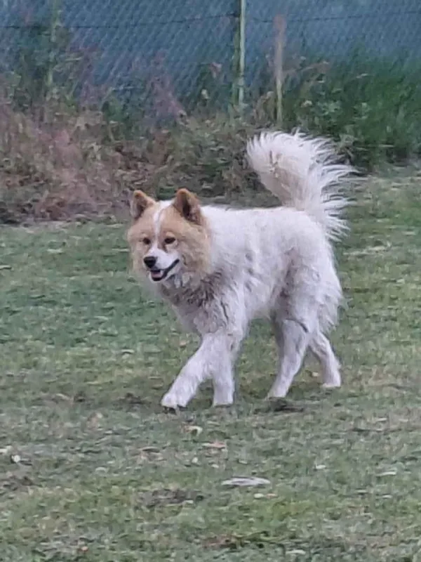 Poklon - Mešanac akita inu i samojeda, star 2 godine