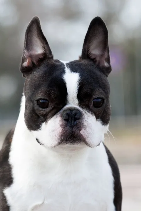 Boston terrier mužjak slobodan za parenje