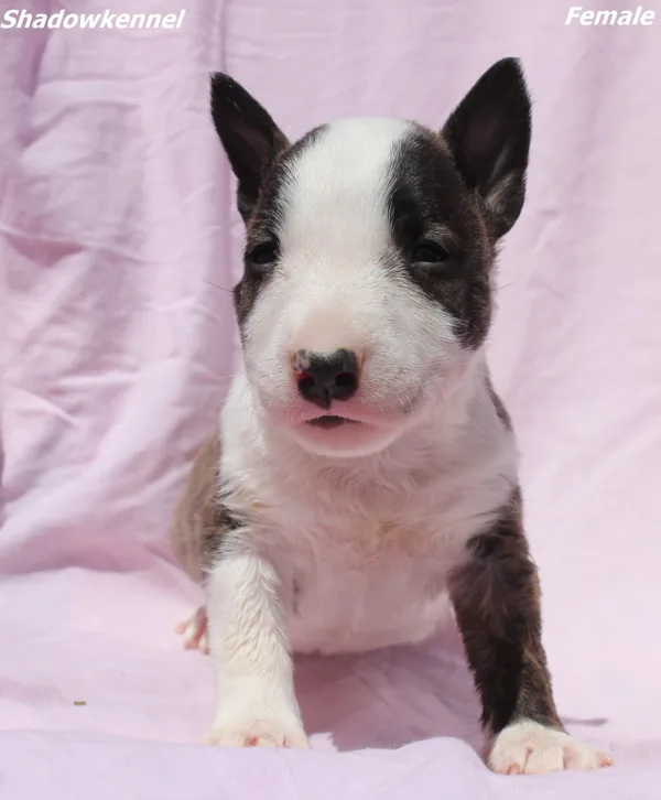 Mini Bull Terijer prelepi štenci