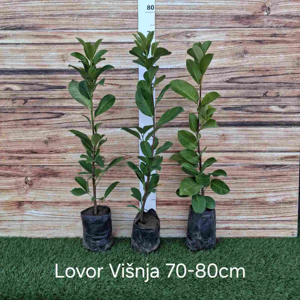 Rasadnik Zabjelo - Lovor Višnja, Fotinija, Lejlandi, Jasmin, Šimšir