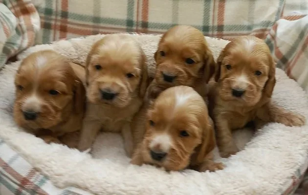 Štenci engleskog koker spanijela