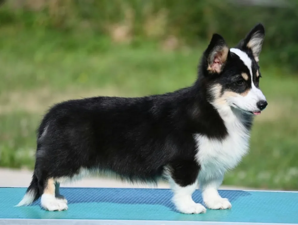 Velski korgi/Welsh Corgi Pembroke štenci