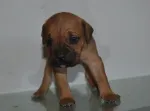 Slika 4