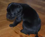 Slika 5