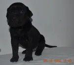 Slika 3