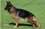 Slika 1