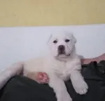 Slika 6