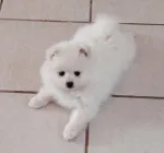 Slika 1
