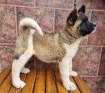 Slika 1