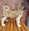 Slika 2