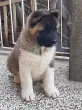 Slika 6