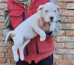 Slika 1