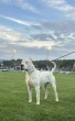 Slika 6