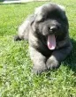 Slika 1