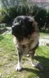 Slika 4
