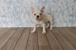 Slika 3
