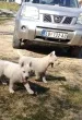 Slika 3