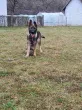 Slika 1