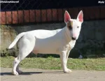 Slika 6