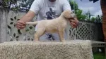 Slika 2