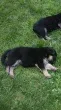 Slika 4