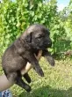 Slika 1