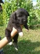 Slika 2