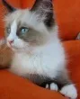 Slika 1