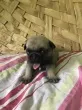Slika 4