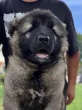 Slika 2