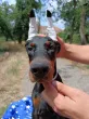 Slika 1