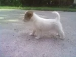 Slika 1