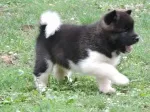 Slika 2