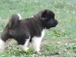 Slika 6