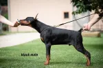 Slika 1