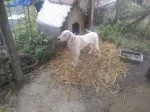 Slika 2