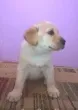 Slika 2