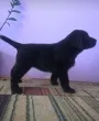 Slika 4