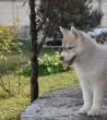 Slika 3
