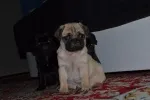 Slika 4