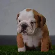Slika 1