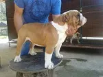 Slika 1