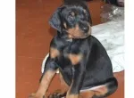 Slika 1
