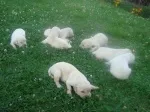 Slika 1
