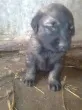 Slika 1